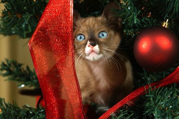Christmas is coming for you. That self-inflicted deadline that gets everyone running around silly.