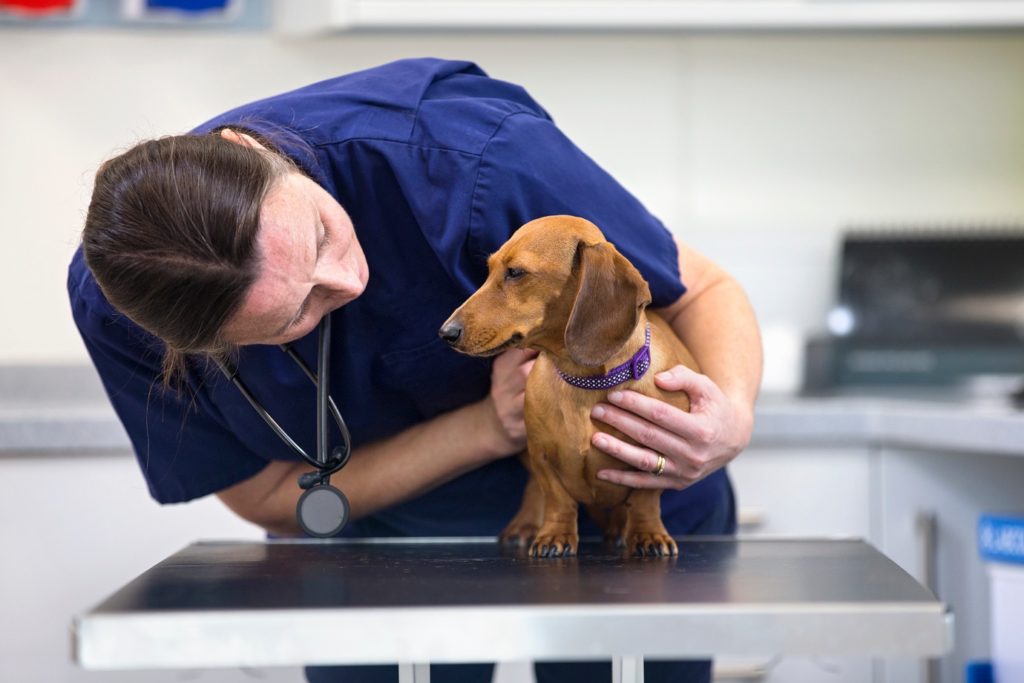 female vets