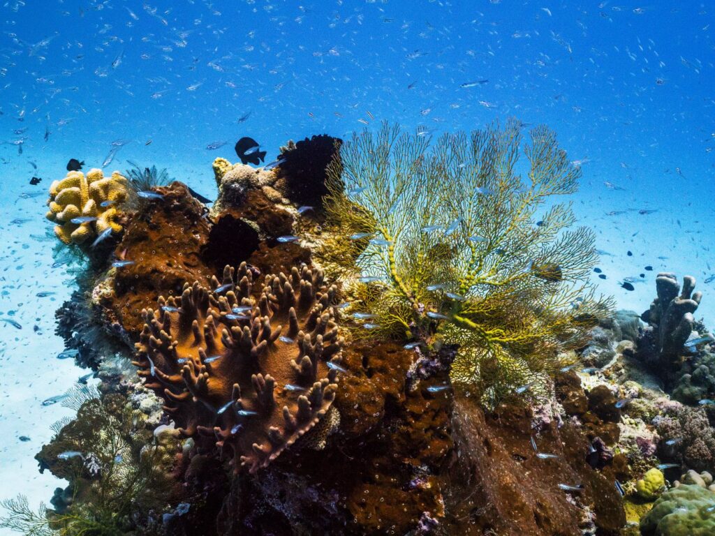 Scott Reef 03 - Credit_ Nush Freedman Photography