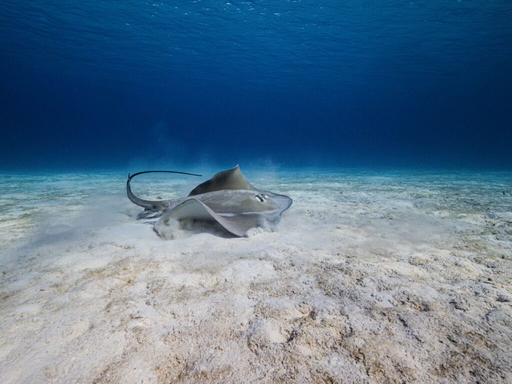 Scott Reef 107 - Credit_ Nush Freedman Photography