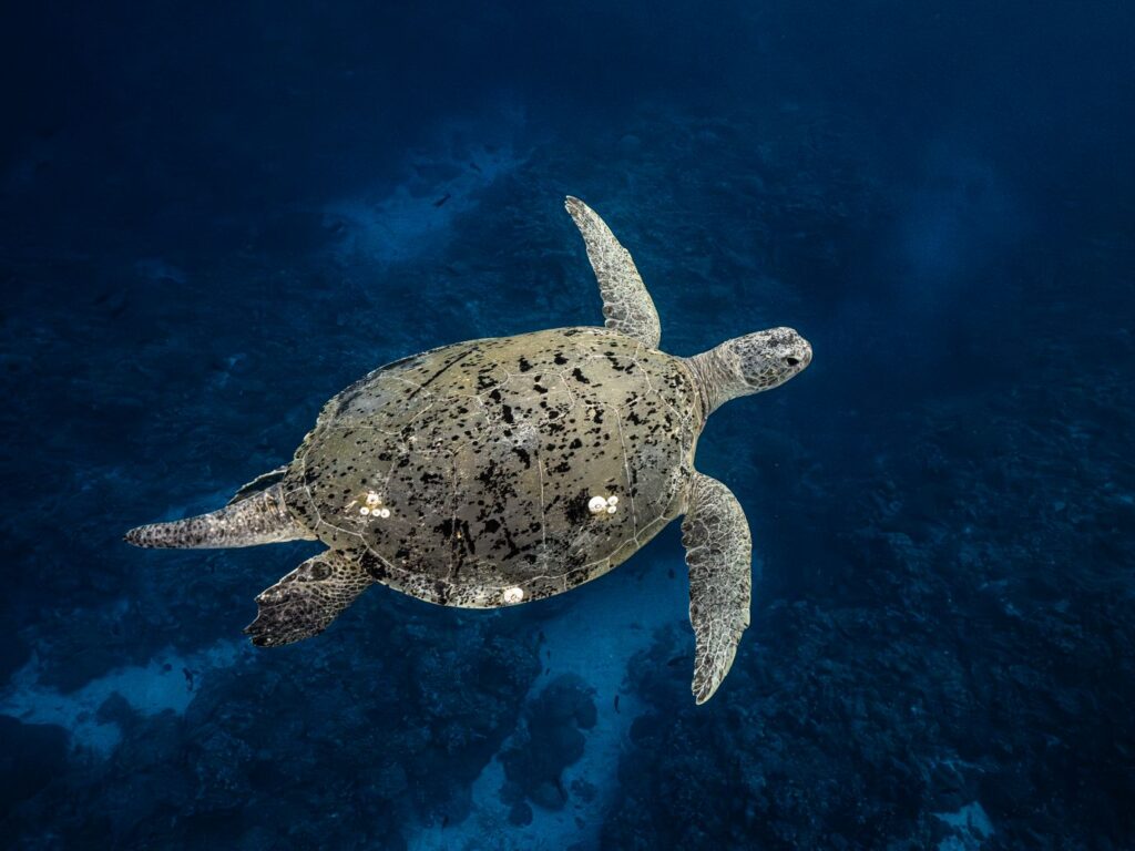 Scott Reef 207 - Credit_ Nush Freedman Photography